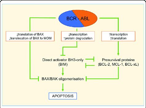 Bcr Abl Affects The Intrinsic Apoptotic Pathway Through Upregulation Of