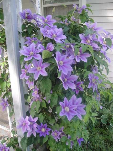 Light And Dark Purple Clematis Purple Clematis Light In The Dark