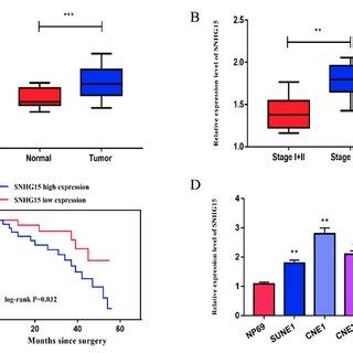 SNHG15 Was Upregulated In NPC Tissues And Cell Lines A SNHG15 Levels