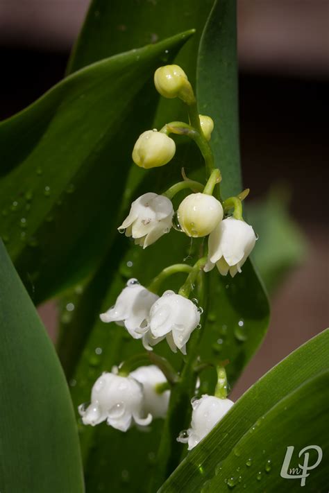 Lelietje Van Dalen Convallaria Majalis