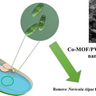 Schematic Representation Of The Synthesis Of Co MOF PVA Polymeric