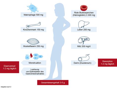 Eisengehalt und Eisenstoffwechsel im Körper