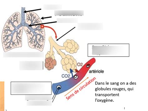 L appareil respiratoire des mammifères Diagram Quizlet