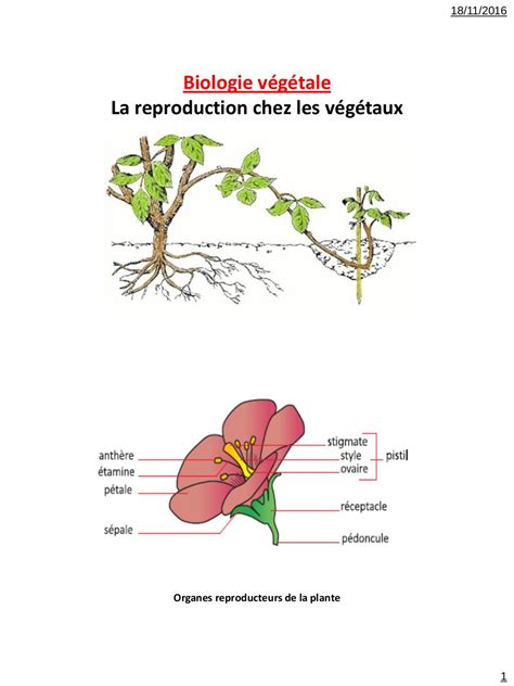 La Reproduction Chez Les Plantes Fleurs