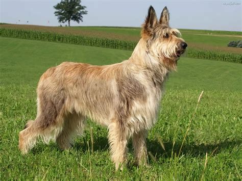 Berger Picard On Pinterest Dog Breeds Shepherd Dogs And Dog Photos