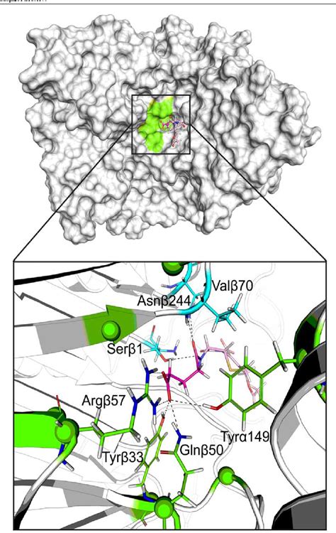 Figure From Probing The Substrate Specificity And Intersubunit