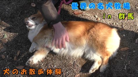 【世界の名犬牧場】 犬のお散歩体験（コーギー） Youtube