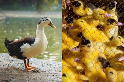 Do Black And Yellow Ducks Exist Birdwatching Buzz