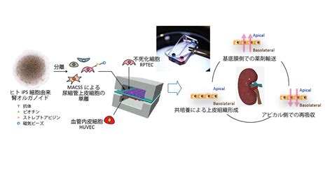 オルガノイド由来細胞を用いた腎近位尿細管モデルチップを開発 ～ヒトips細胞を用いた高機能microphysiological Systems