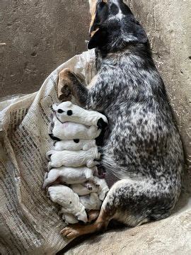 Filhotes De Boiadeiro Australiano Cachorros No Brasil