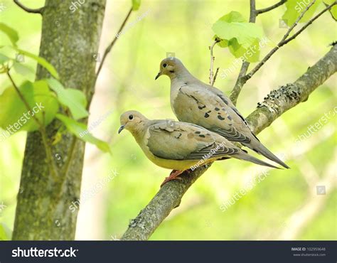 Pair Mourning Doves Perched On Tree Stock Photo 102959648 Shutterstock