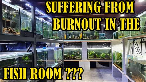 The Fish Room Update October 2023 Youtube