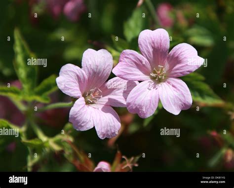 Cranesbill Geranium X Oxonianum Wargrave Pink Geraniaceae Stock