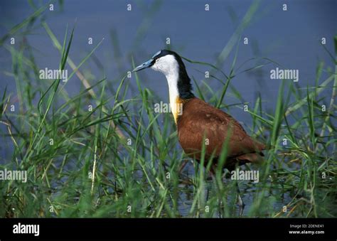 African Jacana Actophilornis Africanus Adult Standing Near Water