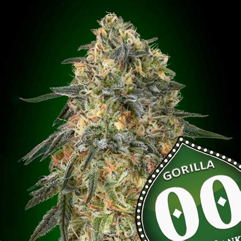 GORILLA 5 Semi Femm 00 Seeds Santaplanta Grow Shop