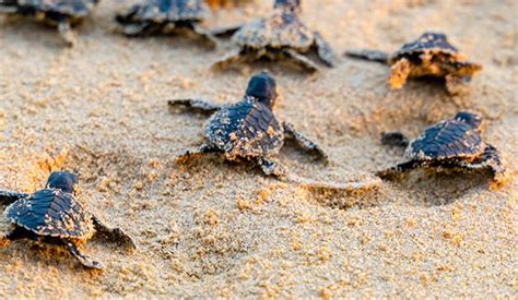 Vive la experiencia de liberación de tortugas marinas en Puerto