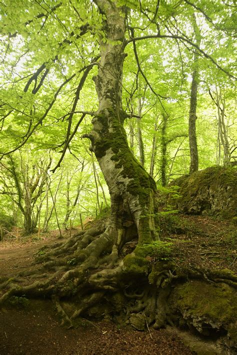 Wald Baum Moos Kostenloses Foto Auf Pixabay Pixabay