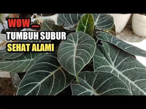 DENGAN CARA INI TANAMAN HIAS ALOCASIA BLACK VELVET SUBUR SEHAT ALAMI