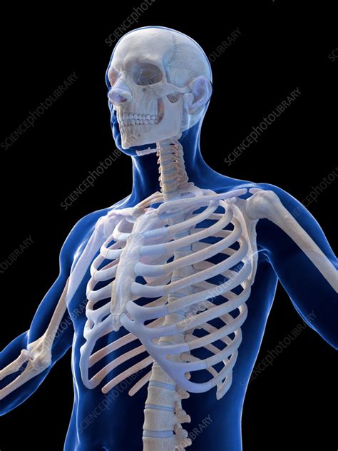 Male Skeletal System Illustration Stock Image F038 2500 Science Photo Library