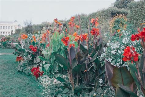 How To Overwinter Your Canna Lillies The Metropolitan