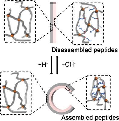 Stimuli Responsive Peptide Self Assembly To Construct Hydrogels With