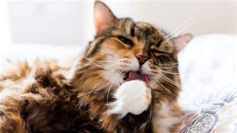 Cat Mouth Sores: How to Recognize Them and What They Mean