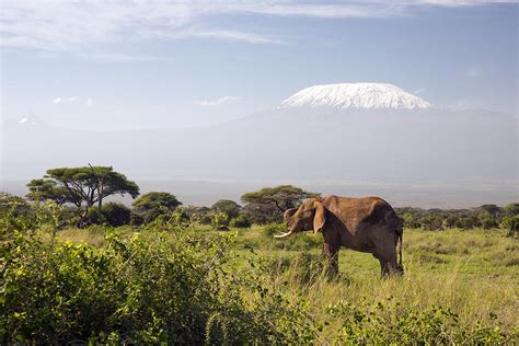 Elephant In Front Of Mount Kilimanjaro Photograph By 1001slide Fine