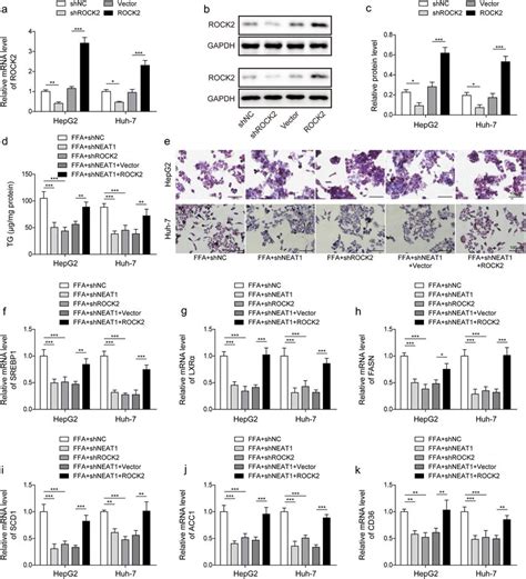 Overexpression Of Rock Reversed The Inhibiting Effect Of Lncrna Neat