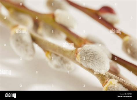 Pussy Willow Branches Closeup Stock Photo Alamy