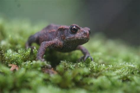 Katak Kodok Hutan - Foto gratis di Pixabay - Pixabay