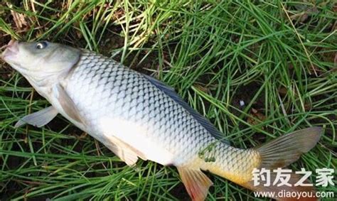 鯉魚的生活習性和夏季釣鯉魚的用餌技巧 每日頭條