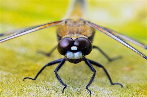 DRAGONFLY SPIRIT ANIMAL – Symbolism, Meaning & Omens