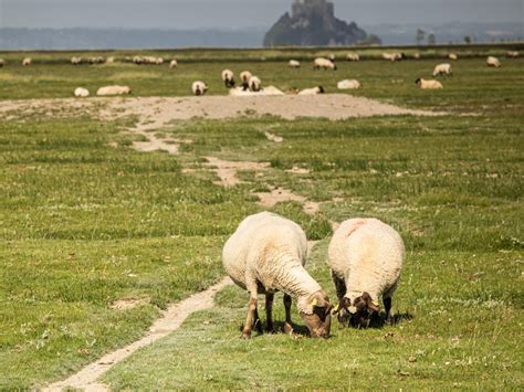 Het Goud Van De Baai Van Mont Saint Michel Saint Malo Baai Van De