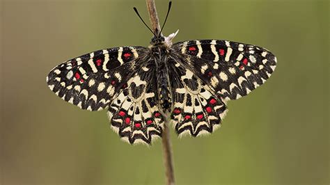 Primer Atlas De La Diversidad Genética De Las Mariposas Peninsulares