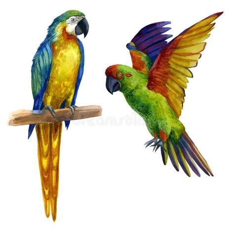 Watercolor Illustration A Parrot Sitting On A Branch A Parrot With