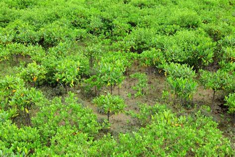 Red Mangroves Stock Photo by ©leungchopan 13327703