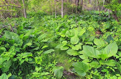 20 Urban Food Forests From Around The World Resilience