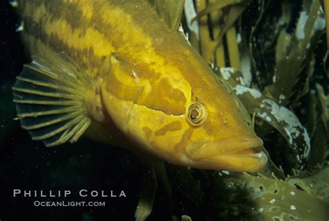 Giant Kelpfish Master Of Camouflage Natural History Photography Blog