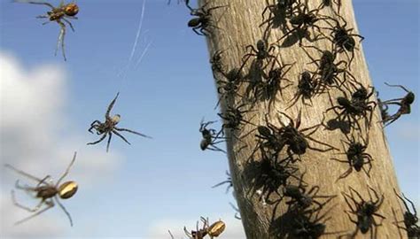 Its Like A Horror Movie For Residents As Millions Of Spiders Invade