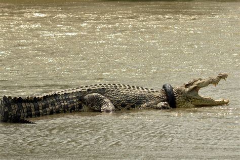 Crocodilo Que Passou Cinco Anos Pneu Como Colar Devolvido