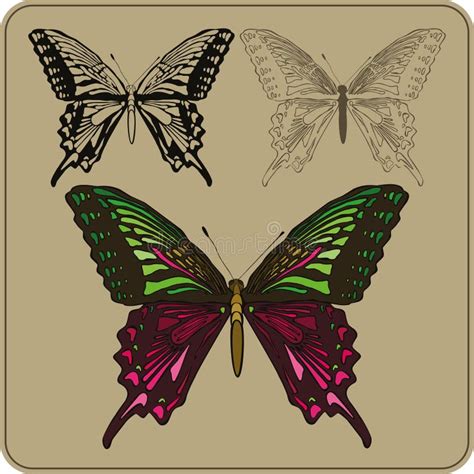 Butterfly Hand Drawing Vector Stock Vector Illustration Of Menu