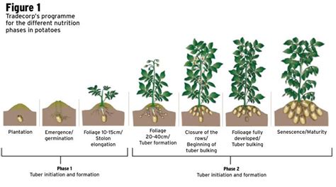 Potato nutrition: pushing for yield potential - 28 March 2018 Premium