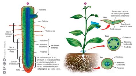 Histologia Vegetal Tecidos Embrion Rios Ou Meristemas Em A E B