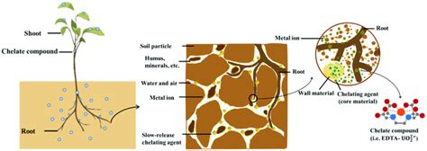 Mechanisms Of Slow Release Chelating Agent Assisted Phytoremediation Of