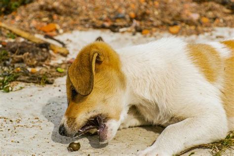 Tipos De Vermes De Cachorro Sintomas E Tratamentos