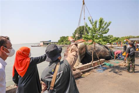 Bangkai Paus Balin Kenjeran Surabaya Masuk Museum Jatim Park Khofifah