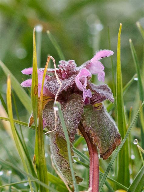 Red Dead-nettle | Froyle Wildlife