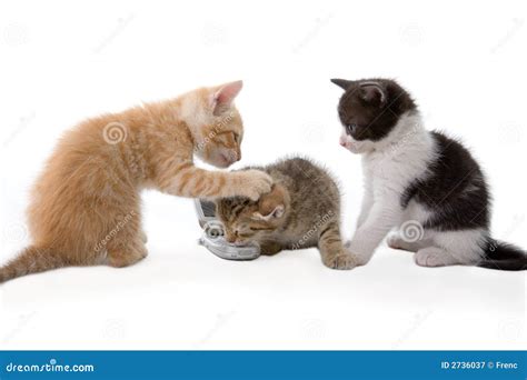 Three Kitten Playing Royalty Free Stock Photography Image 2736037