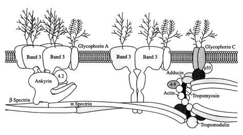 2: Schematic model of the red blood cell membrane, showing the anchor ...