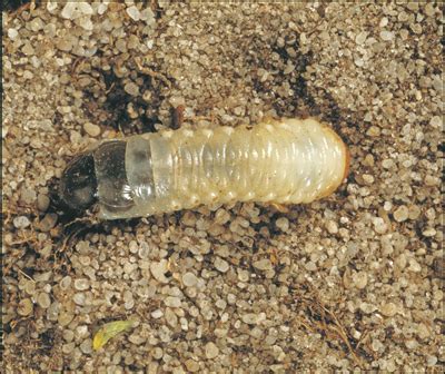 How To Identify And Control Lawn Grubs - The Lawn Shed